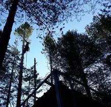 TALA Y PODA EN ALTURA DE ÁRBOLES  Zamora 
