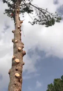 TALA Y PODA EN ALTURA Zamora 
