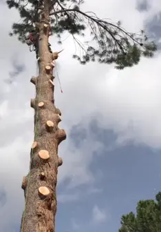 Tala y poda en altura de árboles en Zamora y provincia