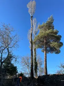 Tala y poda de árboles en altura Zamora. Podas y talas de árboles en altura Zamora.