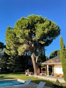 Tala y poda en Altura de árboles en Zamora y provincia